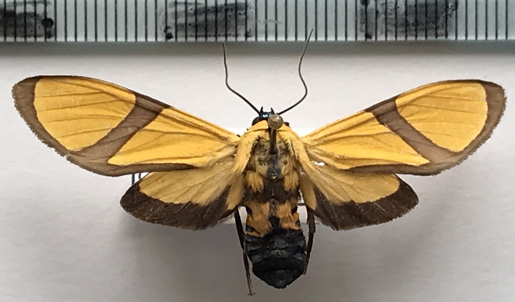   Ormetica ameoides  femelle    (Butler, 1876)