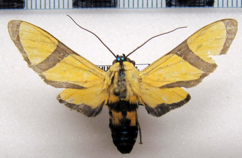  Ormetica ameoides  mâle    (Butler, 1876)