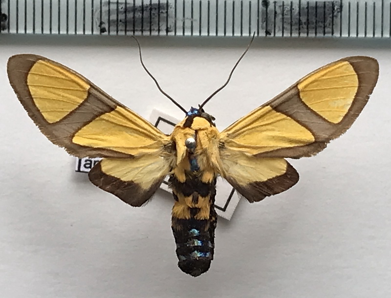   Ormetica ameoides  mâle    (Butler, 1876)