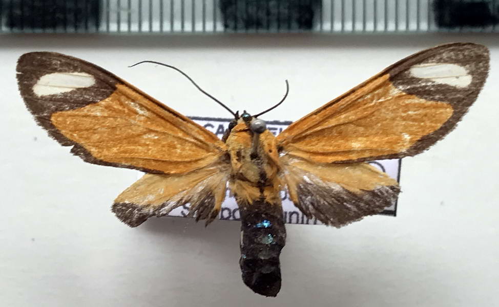   Ormetica contraria   femelle  Walker, 1854                               