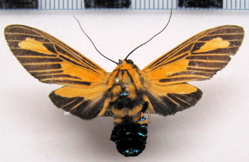 Ormetica gerhilda  femelle    (Schaus, 1933) 