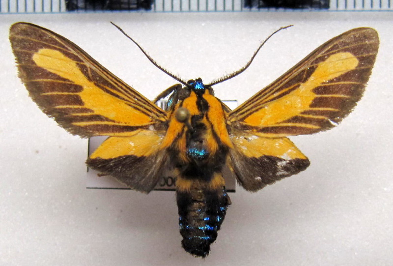     Ormetica gerhilda  mâle         (Schaus, 1933) 