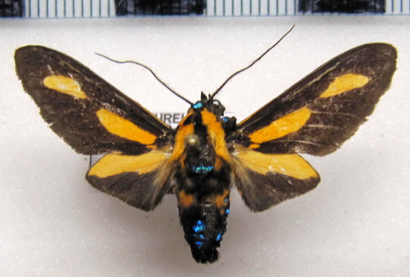    Ormetica gerhilda  mâle         (Schaus, 1933) 