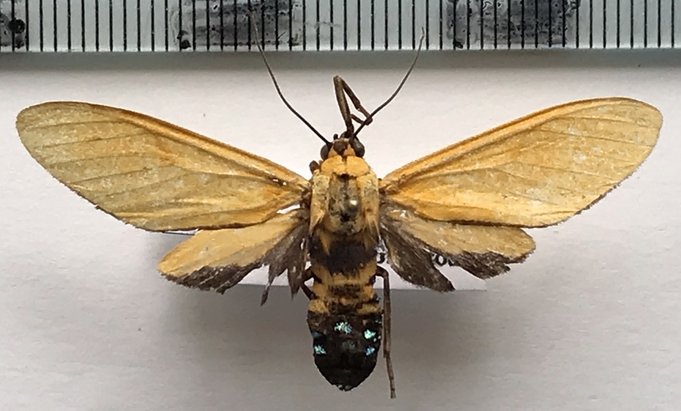  Ormetica latania femelle   (Druce, 1890)