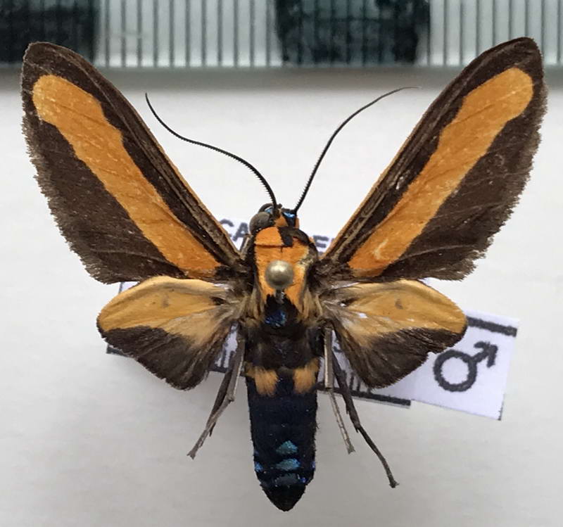   Ormetica melea mâle    (Druce, 1900)
