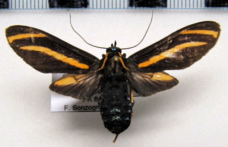  Ormetica packardi  femelle  Butler, 1876                              