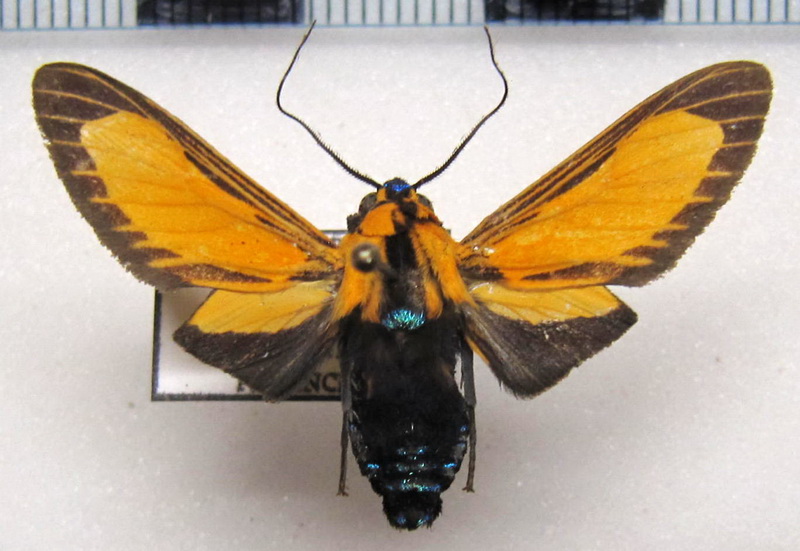 Ormetica pratti  mâle    (Druce, 1900)