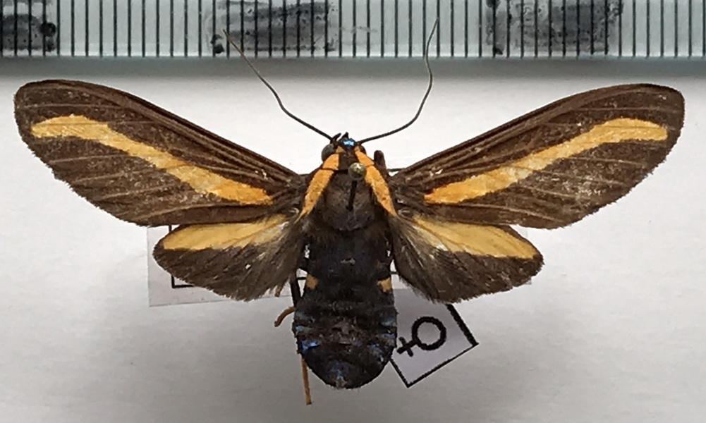    Ormetica rosenbergi   femelle        (Rothschild, 1909)