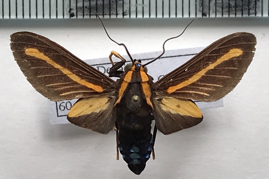    Ormetica rosenbergi   mâle        (Rothschild, 1909)