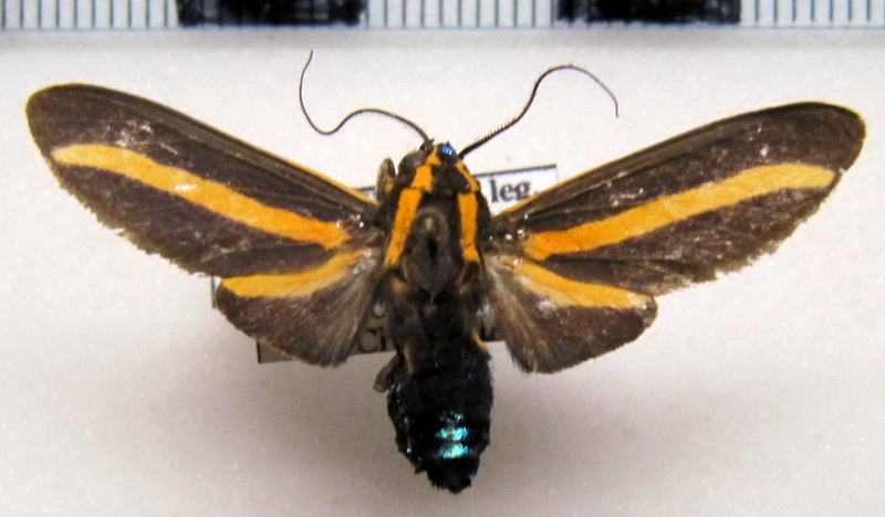   Ormetica rosenbergi   mâle        (Rothschild, 1909)                      