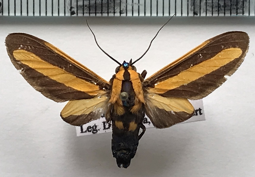   Ormetica sp 454 mâle