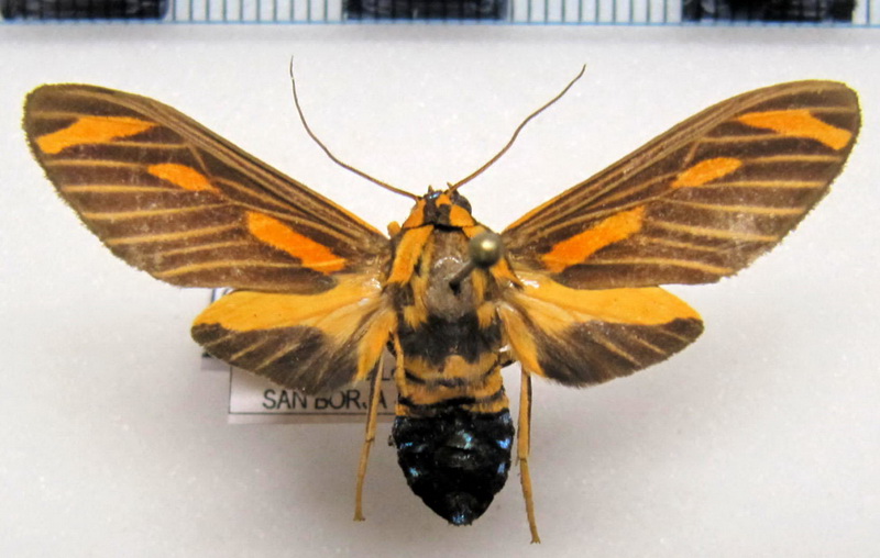 Ormetica sypilus   femelle  Cramer, 1777     