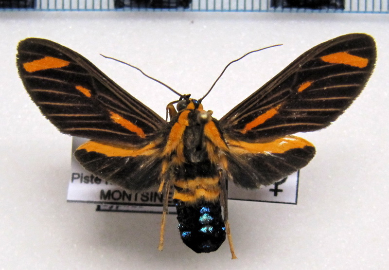 Ormetica sypilus   femelle  Cramer, 1777                               