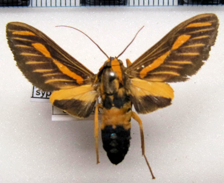Ormetica sypilus   mâle Cramer, 1777