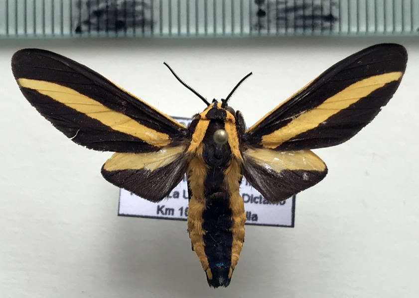  Ormetica taeniata mâle  (Guérin-Méneville, [1844])