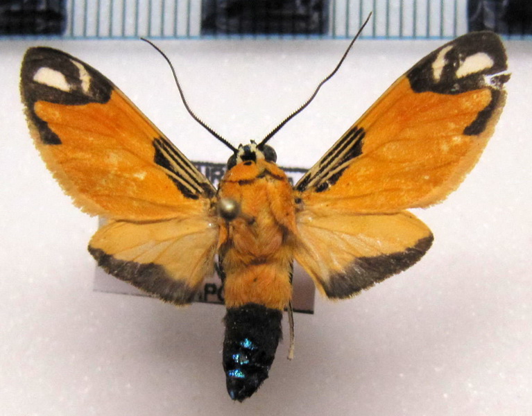   Ormetica zenzeroides   mâle Butler, 1877                             