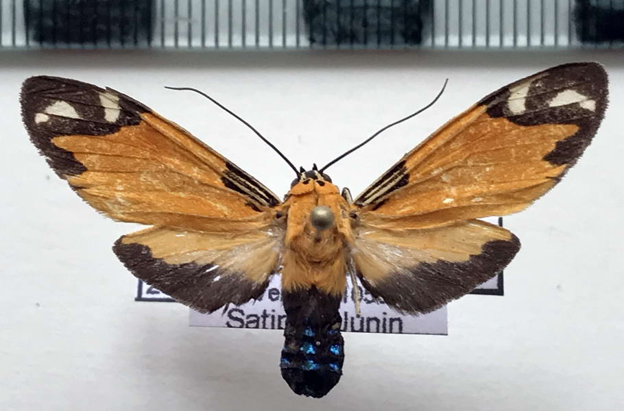  Ormetica zenzeroides   femelle   Butler, 1877