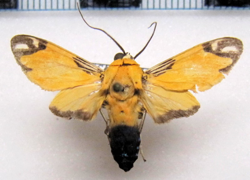  Ormetica zenzeroides   mâle Butler, 1877