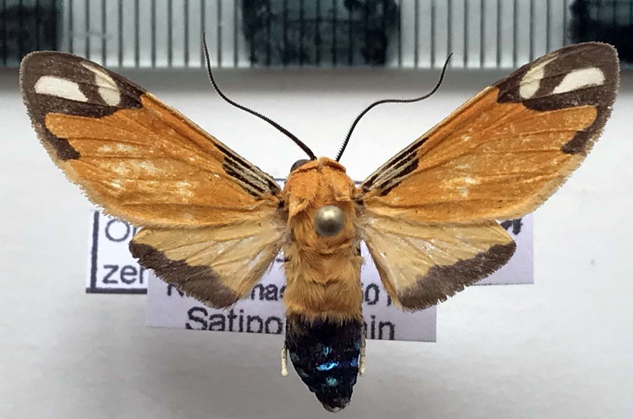  Ormetica zenzeroides   mâle Butler, 1877