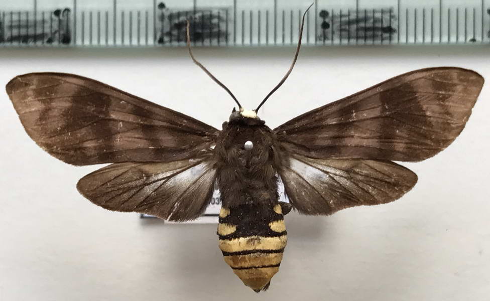  Pachydota albiceps  mâle Walker, 1856                               