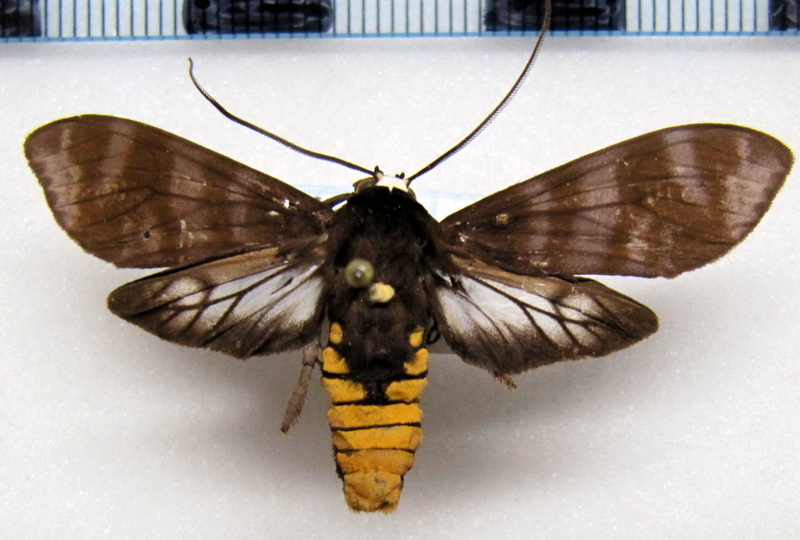 Pachydota albiceps  mâle Walker, 1856                               