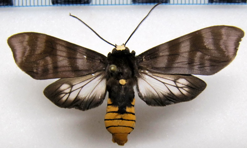 Pachydota albiceps  mâle Walker, 1856                               
