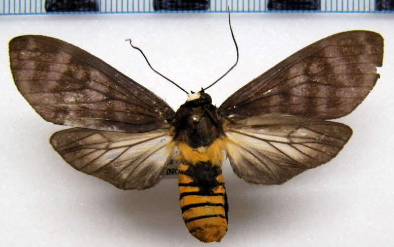 Pachydota peruviana  mâle  Rothschild                              
