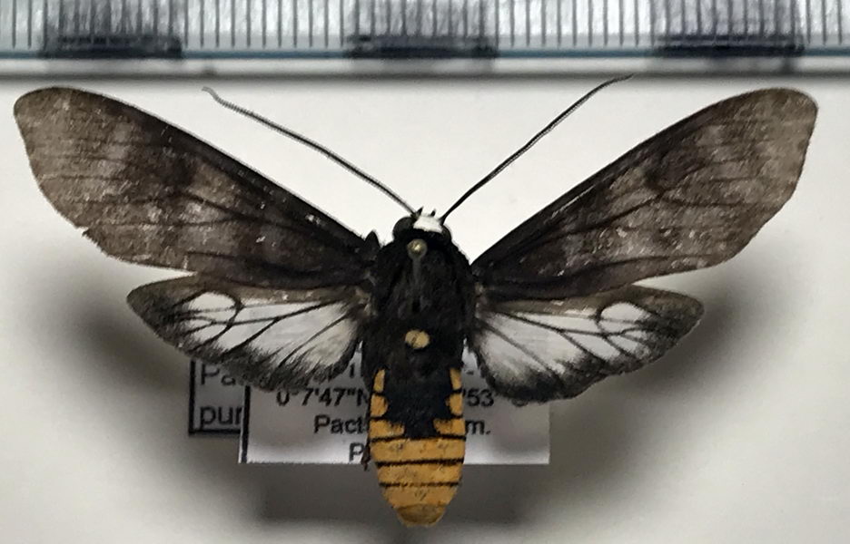    Pachydota punctata  mâle Rothschild, 1909             