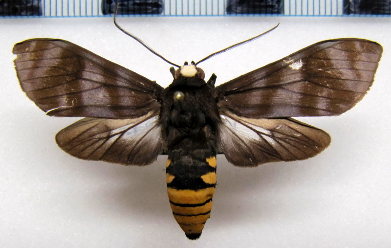   Pachydota punctata  mâle Rothschild, 1909                             
