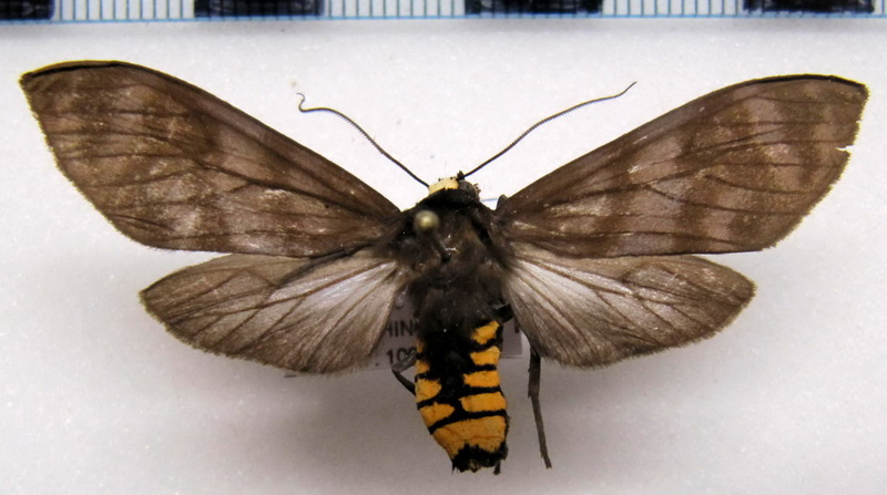   Pachydota rosenbergi  mâle     Rothschild, 1909                           