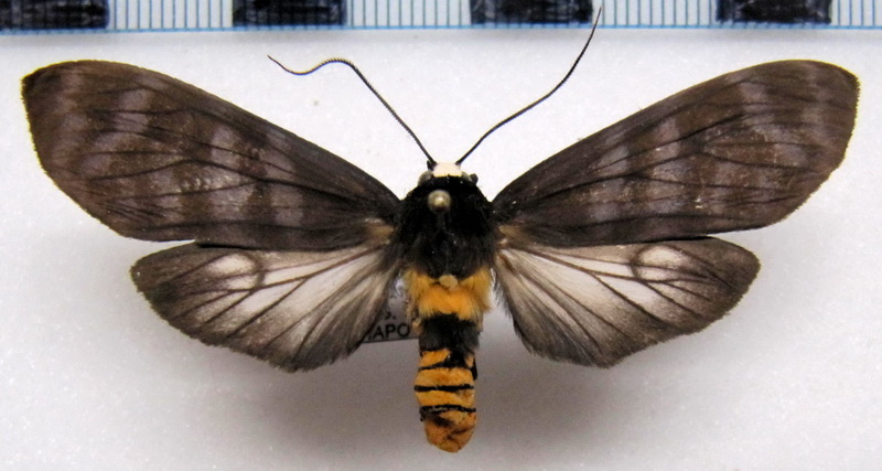 Pachydota saduca  mâle       (Druce, 1895)                          