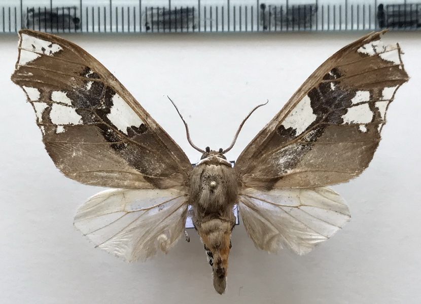  Parathyris cedonulli cedonulli  Stoll, 1781 femelle
