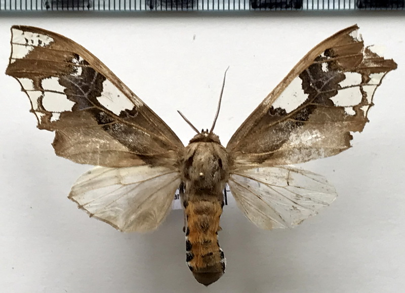 Parathyris cedonulli cedonulli  Stoll, 1781 femelle