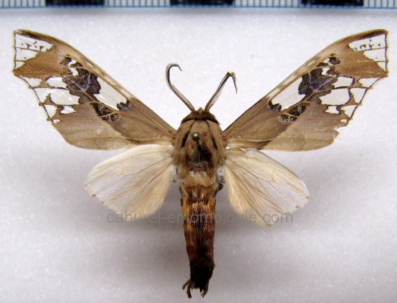Parathyris cedonulli cedonulli mâle    Stoll, 1781                               