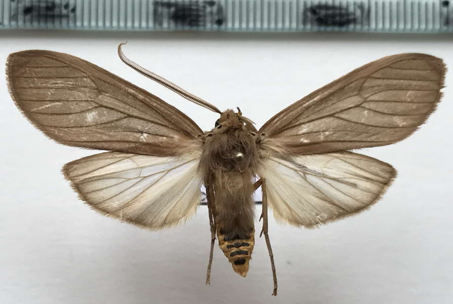  Pelochyta affinis mâle   Rothschild, 1909