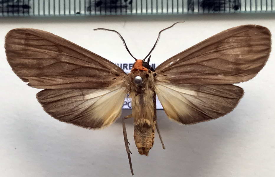   Pelochyta ruficollis  mâle   Druce, 1884