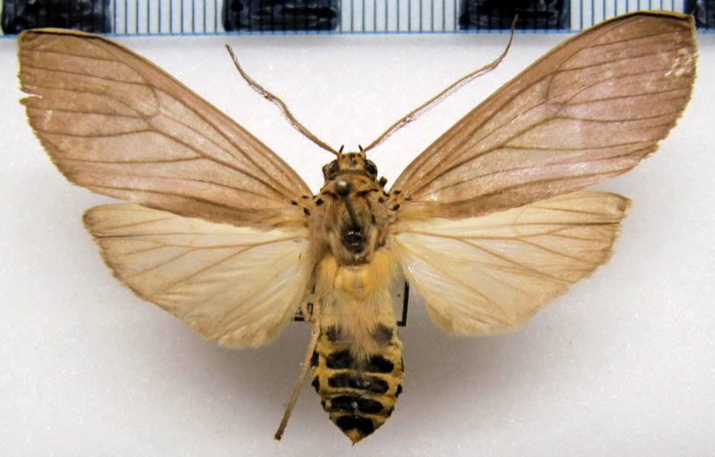   Pelochyta umbrata  mâle  Hampson, 1901                            