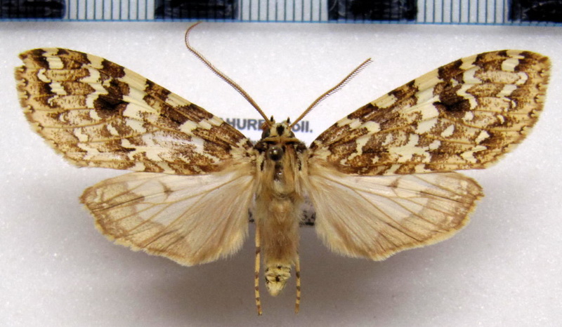  Phaegoptera decrepida  mâle   Herrich-Schäffer 1855                              