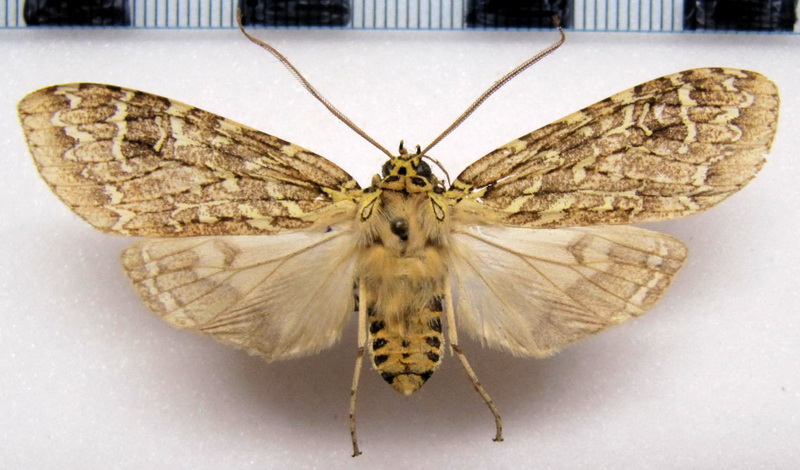 Phaegoptera decrepida  mâle   Herrich-Schäffer 1855                               