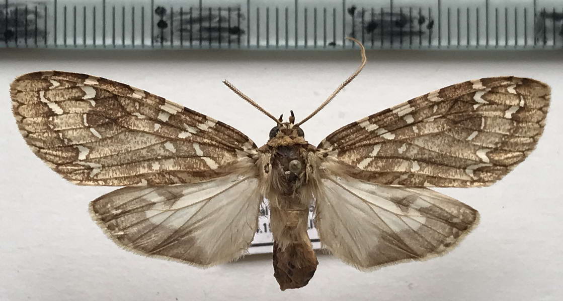  Phaegoptera decrepidoides femelle    (Rothschild, 1909)