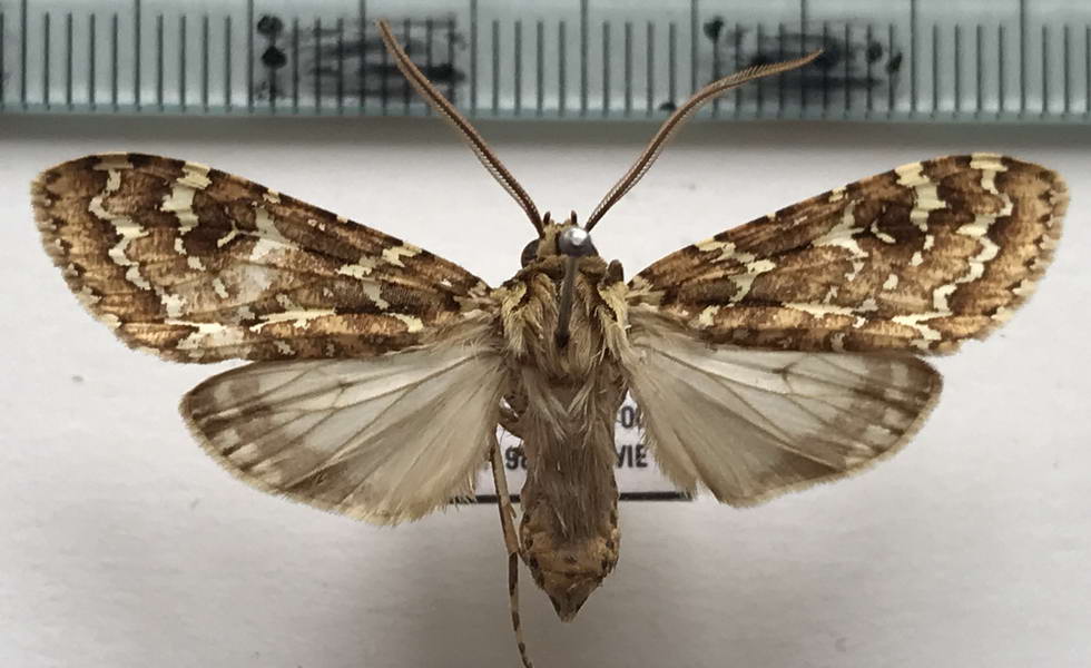   Phaegoptera decrepidoides  mâle  (Rothschild, 1909)