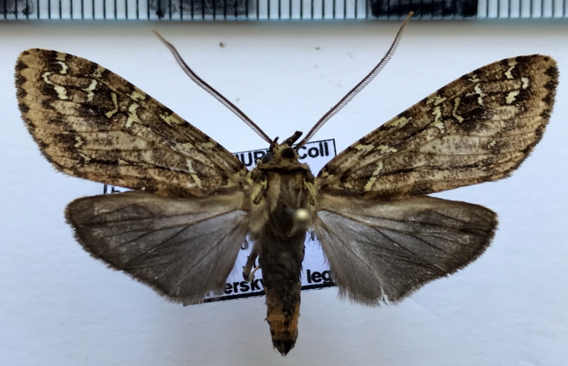 Phaegoptera hampsoni mâle (Rothschild, 1909)