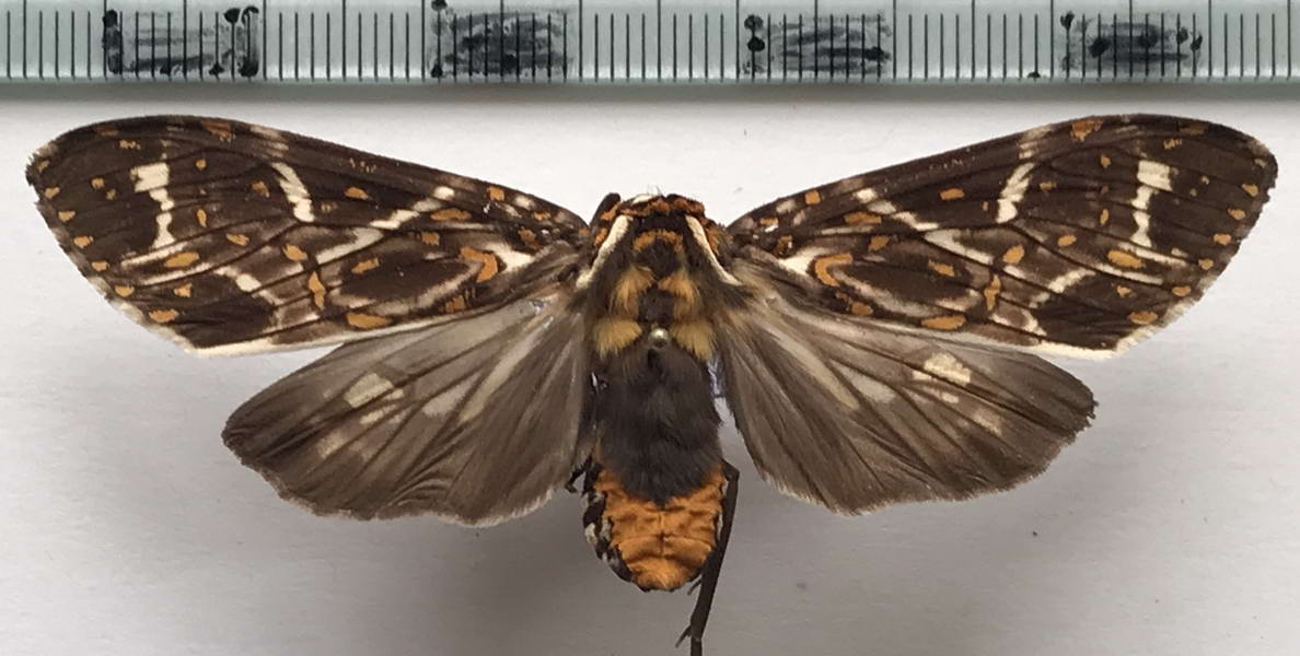  Phaegopterina histrionica  femelle   Herrich-Schäffer, [1853]