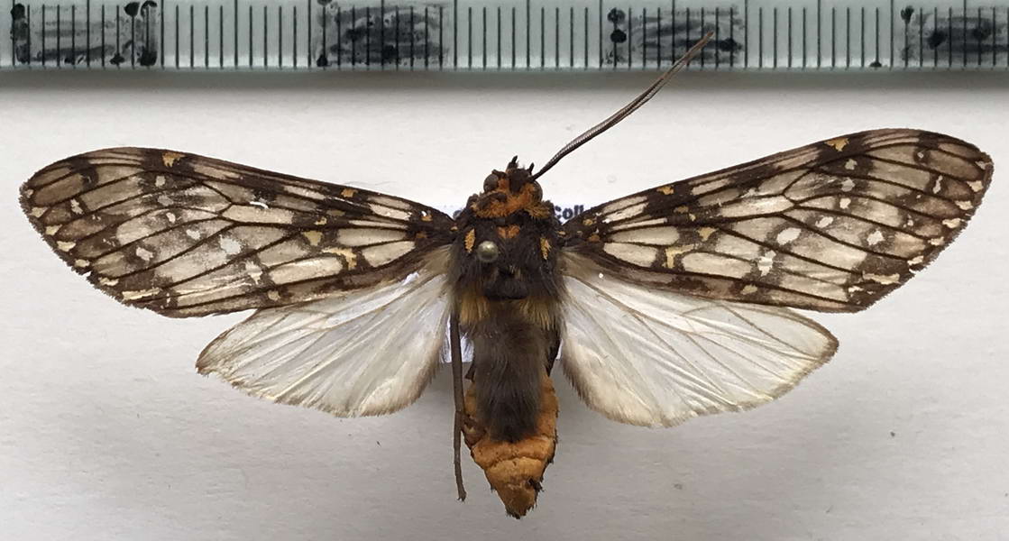 Phaegoptera punctularis  mâle    (Herrich-Schäffer, [1855])