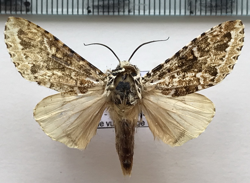  Phaegoptera sp 166 mâle