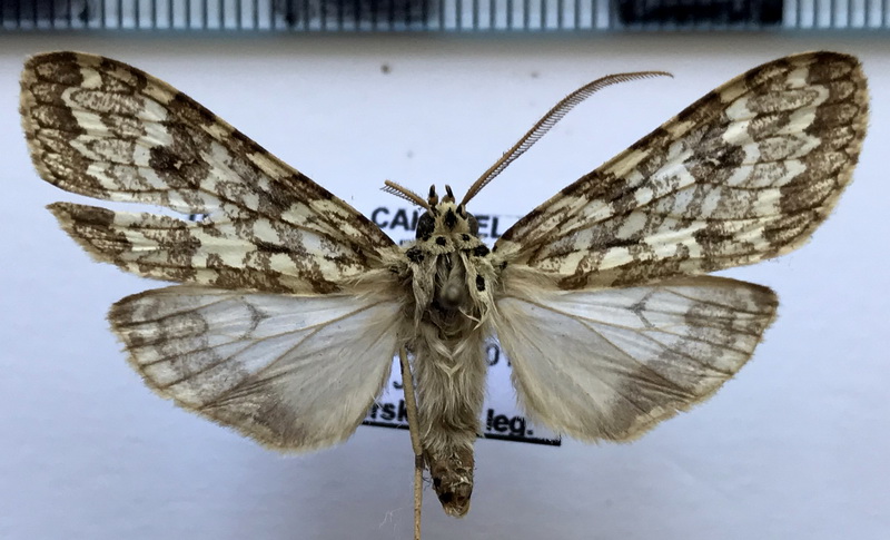 Phaegoptera decrepida  mâle   Herrich-Schäffer 1855                               