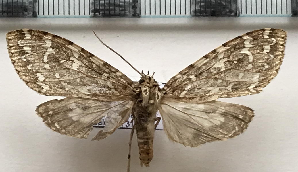  Phaegoptera decrepidoides  mâle  (Rothschild, 1909)