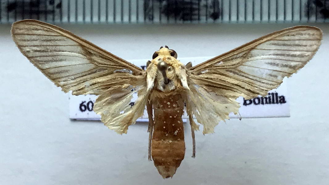  Phaeomolis lineatus mâle  (Druce, 1884)
