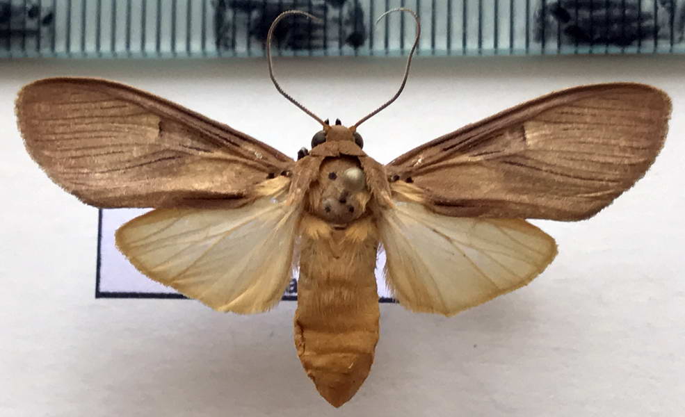  Phaeomolis obscurata  femelle   (Butler, 1877)