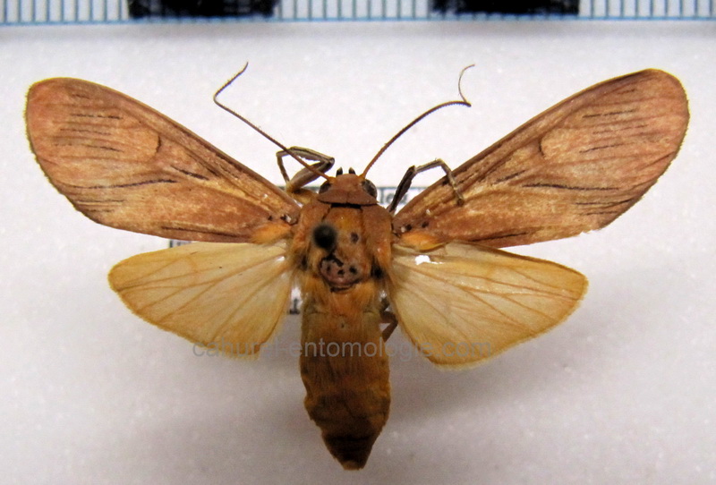 Phaeomolis polystria    femelle   Schaus, 1905                               